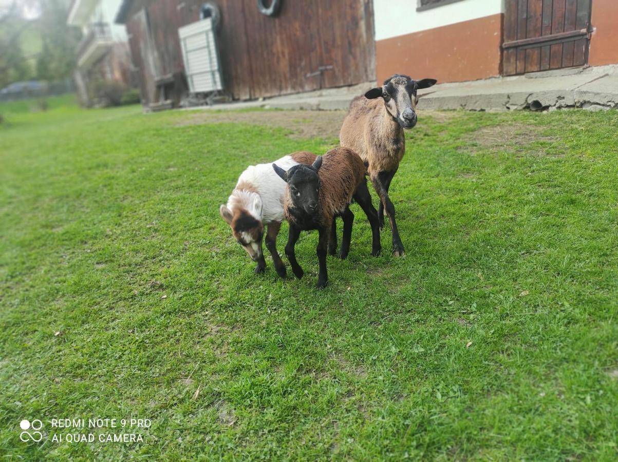 Gospodarstwo Agroturystyczne U Ani Villa Krosnica  Exterior photo